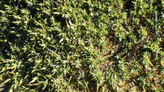 Crassula dependens