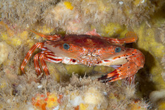 Goniosupradens hawaiensis