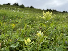 Castilleja unalaschcensis