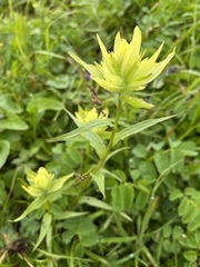 Castilleja unalaschcensis