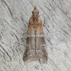 Moodna pallidostrinella