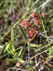 Kalmia polifolia