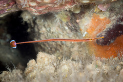 Dunckerocampus baldwini