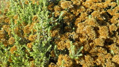 Helichrysum hamulosum