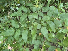 Ligusticum canadense