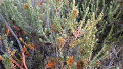 Helichrysum hamulosum