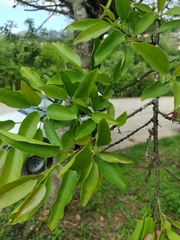 Ficus