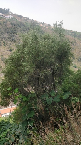 Olea europaea subsp. cerasiformis image