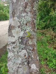 Ficus