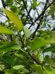 Ficus