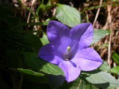 Campanula raineri