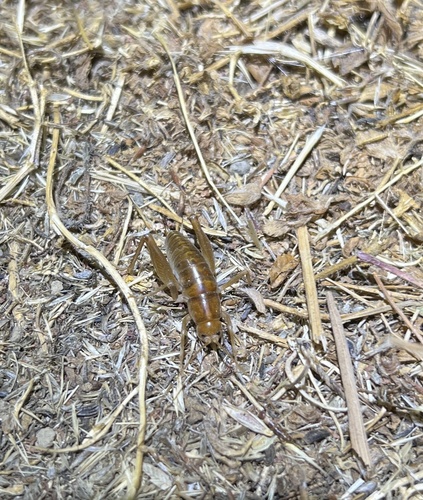 iNaturalist observation photo of California Camel Cricket
