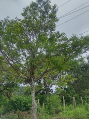 Ficus