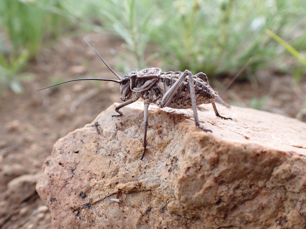Deracanthella