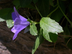 Campanula raineri