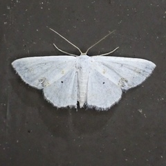 Scopula lautaria