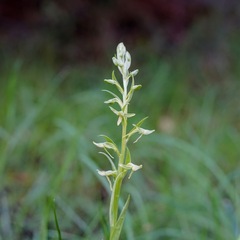 Platanthera brevifolia