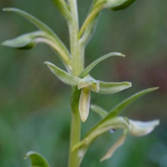 Platanthera brevifolia