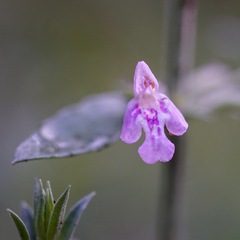 Hedeoma oblongifolia