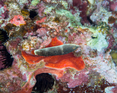 Anampses chrysocephalus