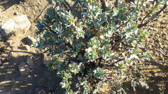 Euryops lateriflorus