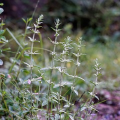 Hedeoma oblongifolia