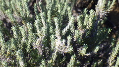 Helichrysum hamulosum