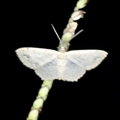 Scopula compensata