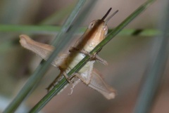 Euchorthippus elegantulus