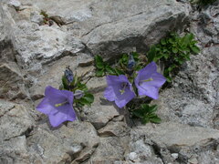 Campanula raineri