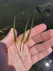 Sagittaria teres