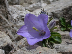 Campanula raineri