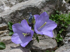 Campanula raineri