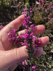 Indigofera sp11