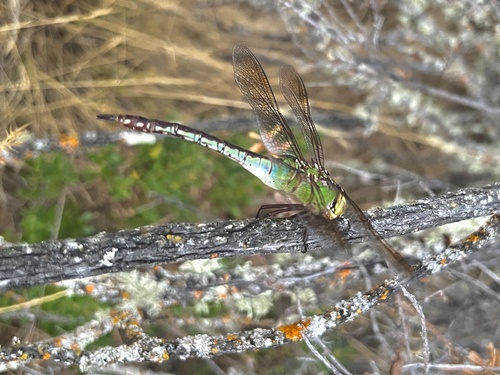 iNaturalist observation photo of Common Green Darner