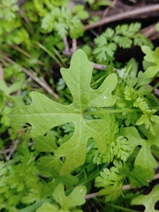 Bowlesia uncinata