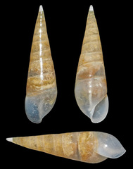 Melanella