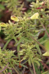 Pedicularis labradorica