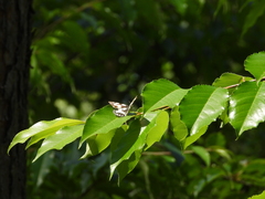 Melanargia galathea
