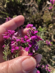 Indigofera sp11