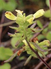 Pedicularis labradorica