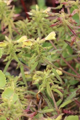 Pedicularis labradorica