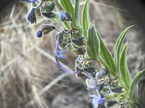 iNaturalist observation photo of Vinegar Weed