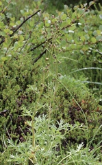 Artemisia arctica
