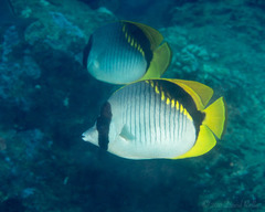 Chaetodon lineolatus
