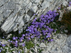 Campanula raineri
