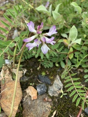 Astragalus alpinus