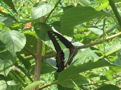 Graphium sarpedon luctatius