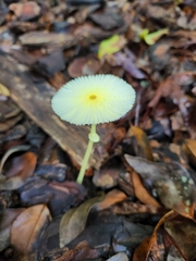 Leucocoprinus fragilissimus image