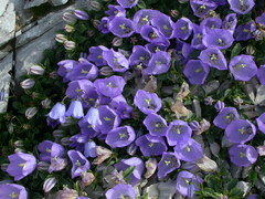 Campanula raineri
